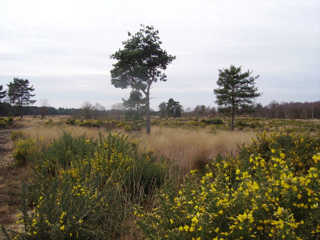 Yateley Common in Yateley